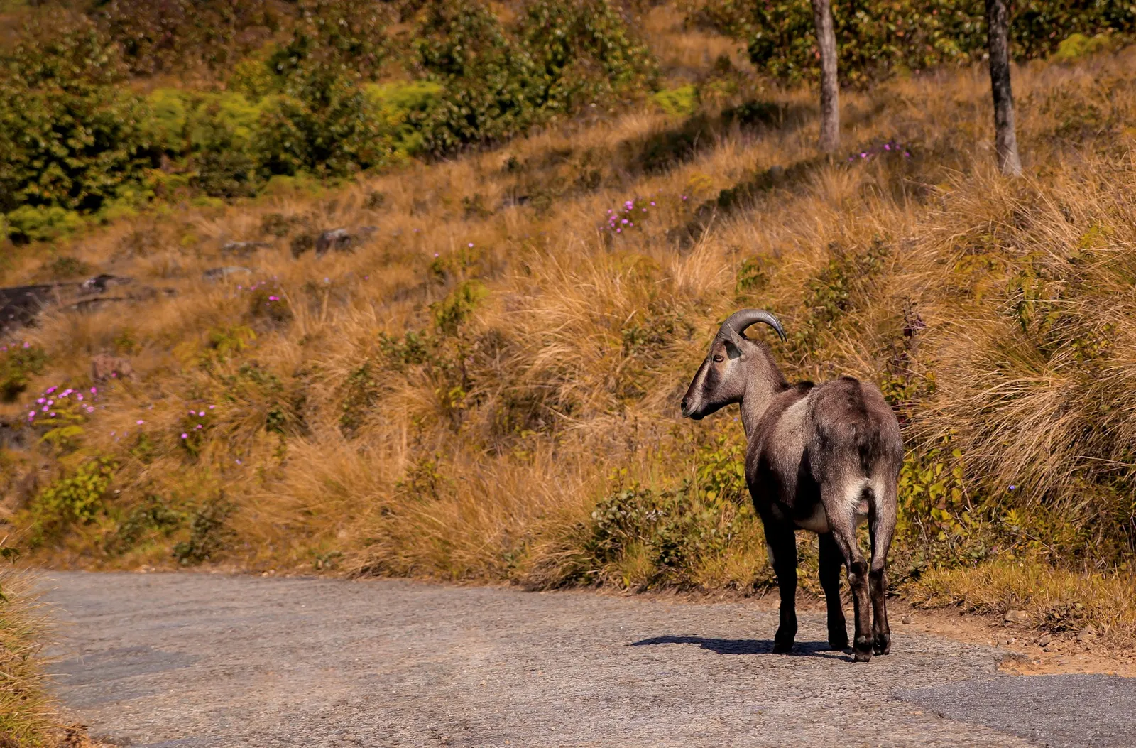 A Nilgiri tahr standing by a mountain road in Eravikulam National Park