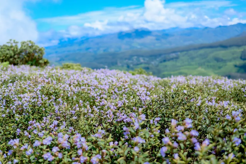 Neelakurinji in bloom across a hillside, with blue ranges behind
