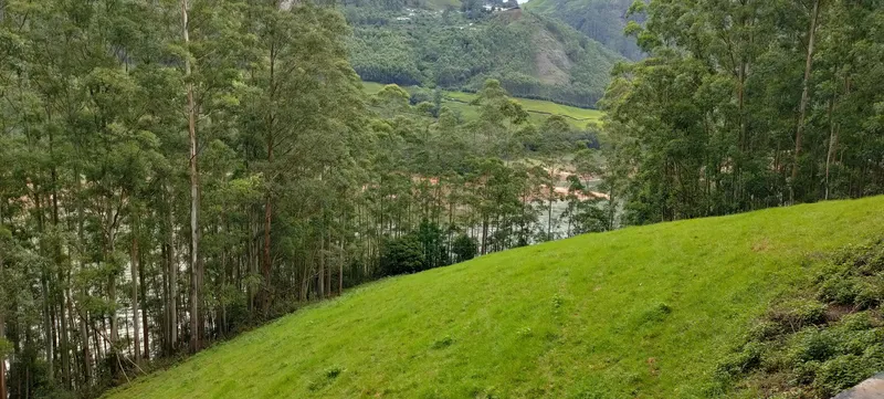 Grassland and tall trees above the lake at Mattupetty