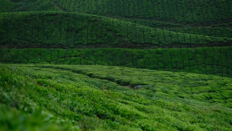 Rolling hills covered in clipped rows of tea