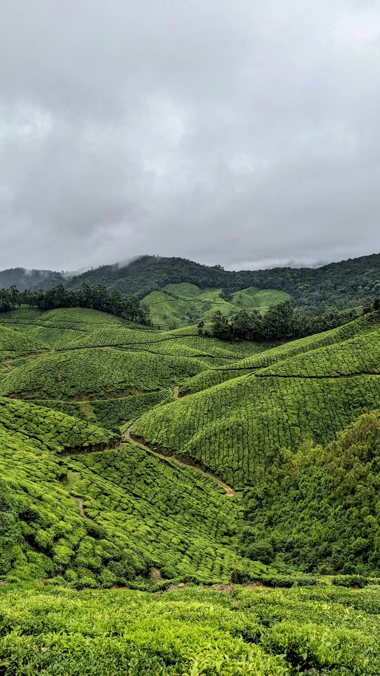 Tea terraces on the road to Top Station under low cloud